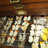 Drawer of insect speciments from Devon’s Ilfracombe Museum