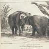 Illustration of the elephants Hans and Maguerite
