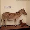 Display case showing a zebra and mule